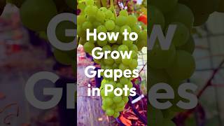 How to Grow Grapes in Pots or Containers [upl. by Renee]