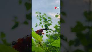 Karle dil hera feri💞  shorts youtubeshorts shortsfeed butterfly🦋 like subscribe nature dlp [upl. by Akinat]