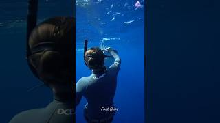 Why Shark Didnt On Attack Scuba Divers [upl. by Ater584]