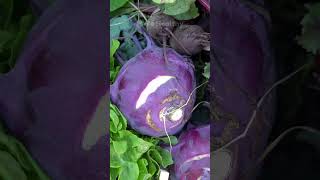 Discover the Surprising Health Benefits of Turnips  We Healthy [upl. by Sibbie]