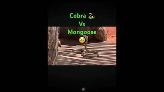 Cobra 🐍 Vs Mongoose 🥺 [upl. by Aicercul142]