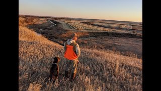 FULL LIMIT Pheasant hunting NORTH DAKOTA 2021 [upl. by Janyte]