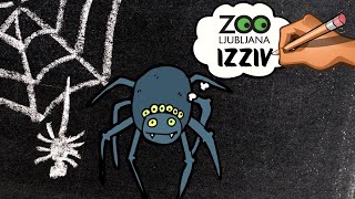 Spoznavanje živali z ZOO Ljubljana ptičji pajek Brachypelma smithi [upl. by Akerley]