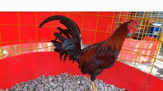 Los Pedigree De Los Gallos Se Demuestran En La Valla Atavismo Genetico [upl. by Alyek]