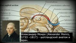 Анатомия с АВ Промежуточный мозг diencephalon и третий желудочек ventriculus tertius [upl. by Egwin950]