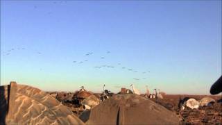 Texas Sandhill Crane Hunting with Stanfield Hunting Outfitters on 122811 [upl. by Stag]