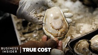 The True Cost Of Losing Americas Wild Oysters  True Cost  Business Insider [upl. by Ahs]