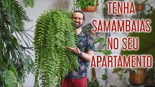 Como CULTIVAR SAMAMBAIAS em APARTAMENTO [upl. by Isnam]