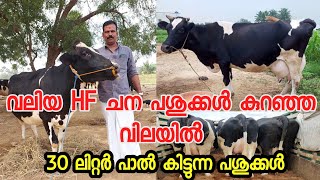 കുറഞ്ഞ വിലയിൽ പശുക്കളെ വാങ്ങാംcow for sale in keraladairy farming Malayalamlow price cow for sale [upl. by Schiff]