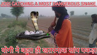 jogi catches a most Dangerous snake Snakes 🐍 Give Birth to Babies or Eggs  Amanat Ali Jogi [upl. by Mohn]