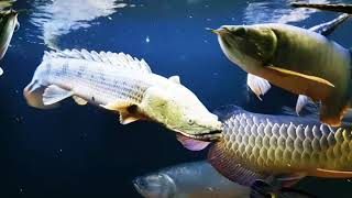 Polypterus Congicus swimming [upl. by Lockwood]