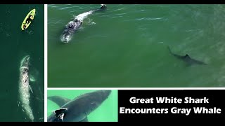 Great White Shark Surprised by Gray Whale in Rare Encounter [upl. by Anialeh]