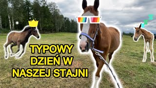 Typowy dzień w naszej stajni [upl. by Kcirdor]