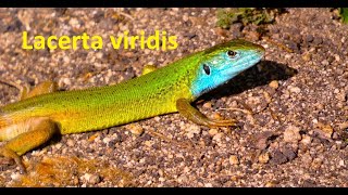 Lacerta viridis The European green lizard by Theo [upl. by Glenn]