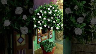 Gardenias Trees amp Shrubs [upl. by Kilgore982]