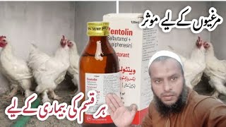 ventolin with out sugar for chickens  dasi murgion ko bimarion say bachay ventolin pilaay [upl. by Mafala]