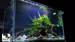 HOW TO NANO AQUASCAPE  Low tech Ep5 Membuat Aquascape水草造景 [upl. by Suzy474]