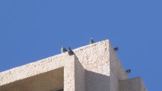 City of Albuquerque using thousands of taxpayer dollars to trap kill pigeons [upl. by Orose2]