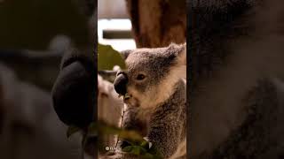 Koalas in the Wild A Fascinating Encounter [upl. by Erich]