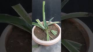 Agave plant care tipsshortsgardenpreet [upl. by Ellehsad]