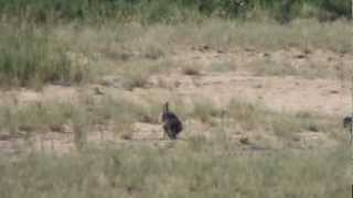 Baboons killing monkey at Letaba Kruger Park  Part 2 [upl. by Ysor678]