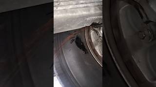 Air Bleeding From Brake System 😞shorts youtube automobile mechanic car balljoint [upl. by Redd]