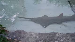 Beautiful Largetooth Sawfish in Pond [upl. by Baler449]