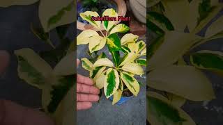 Schefflera Plant Care Tips [upl. by Val]