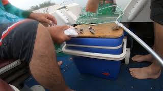 Fishing near Forster  Tuncurry  Snapper caught deep in the river [upl. by Adnamal]