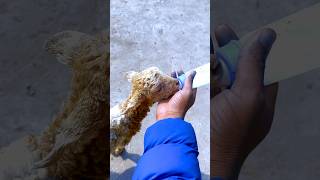 Shaun The Sheep Video Clips 2 [upl. by Orvil]