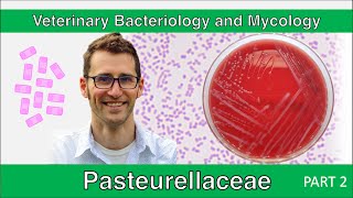 Pasteurellaceae Part 2  Veterinary Bacteriology and Mycology [upl. by Riegel]