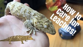 Leachianus Gecko Care Leachie  New Caledonian Giant Gecko [upl. by Ylrevaw]