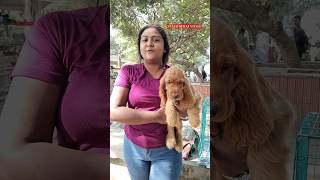 Pet Market Kolkata 😍lowest price puppy dogShrirampur dogs shorts viral dog dogs doglover [upl. by Helbonnah858]