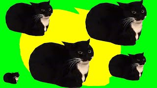 Cat Memes That Turn Your Brain Off [upl. by Sremlahc]