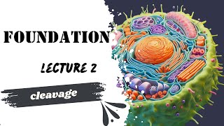 Cleavage Lecture 2 Embryology Foundation module Dr Adham Saleh Med Robot Team [upl. by Annil]