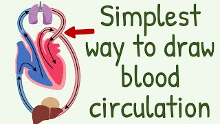 The Simplest way to show the blood circulation  Systemic Circulation amp Pulmonary Circulation [upl. by Orella773]