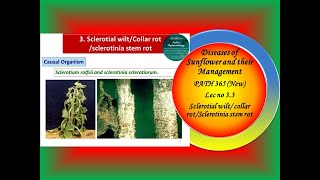 16 PATH 365 New Lec no 33 SunflowerSclerotial wiltdisease [upl. by Einnahc]