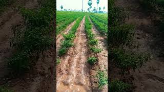 Mirchi Thota 🌶️🌶️🌶️🌲🌲🌲 YouTubeshots YouTubesubscribe agriculture farming [upl. by Neirb115]