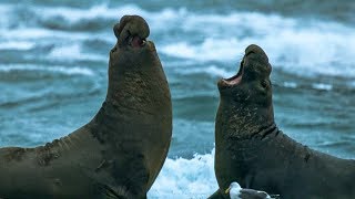 Giant Seal Fights Off Rival Male  BBC Earth [upl. by Ahcsat]