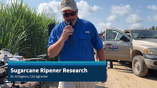 Sugarcane Ripener Research 2023 [upl. by Pammi]