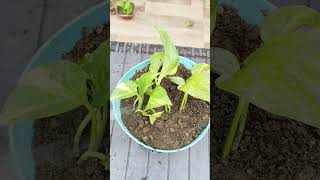 Money plants grow in a hanging pot shorts viralvideo rooftop garden viralshort [upl. by Glyn]