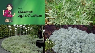 Artemisia PlantMagical Medicinal Value Plant வெள்ளி ஆர்ட்டெமியா  Tamil garden Video in 2 mins [upl. by Sianna]