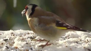 StieglitzDistelfink Carduelis carduelis [upl. by Lledrac]