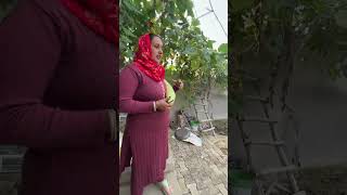 Pohoch Gyi Kitchen Garden vegetablegarden dailyminivlogs villagelife sunilpalvlogs [upl. by Kleinstein]