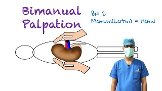 Bimanual Palpation [upl. by Euf]