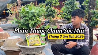 Phân Thuốc Chăm Sóc Mai Vàng Tháng 3 âm lịch  Mai Vàng Duy Hiếu [upl. by Jacquette856]