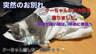 突然のお別れ😭愛猫クーちゃん😿 さようなら😭（2023年５月４日午前１１時３０分永眠）ごめんね！ありがとね！ [upl. by Assiren]