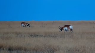 Pronghorns Antilocapra americana at Bison Calving Plains  Grasslands National Park  exploreorg [upl. by Annaeel]