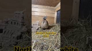 Northern BobWhite Quail animallover quails birdslover birdsounds homestead fy nature cute [upl. by Maureene294]