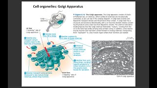 Lecture 4 Golgi Apparatus [upl. by Emelda]